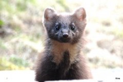Pine Marten (Martes martes)