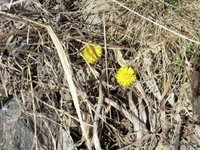 Hestehov (Tussilago farfara)