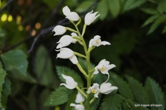 Hvit skogfrue (Cephalanthera longifolia)