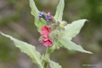 Lungeurt (Pulmonaria officinalis)