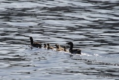 Greylag Goose (Anser anser)