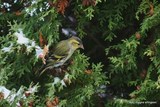 Grønnsisik (Carduelis spinus)