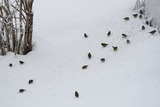 Gråsisik (Carduelis flammea)