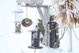 Gråspett (Picus canus)