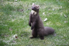 Mårfamilien (Mustelidae)