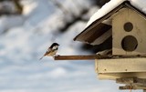 Svartmeis (Periparus ater)