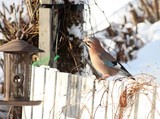 Nøtteskrike (Garrulus glandarius)