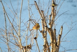 Gulspurv (Emberiza citrinella)