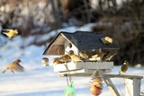 Grønnfink (Carduelis chloris)