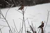 Kjernebiter (Coccothraustes coccothraustes)