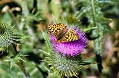 Queen of Spain Fritillary (Issoria lathonia)
