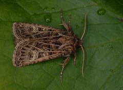 Hvitribbet åkerfly (Tholera decimalis)