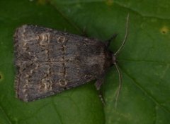 Gulringet åkerfly (Tholera cespitis)