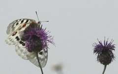 Apollo Butterfly (Parnassius apollo)