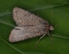 Sandmarkfly (Rhyacia simulans)