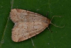 Small Dotted Buff (Photedes minima)