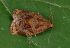 Rose Tortrix (Archips rosana)