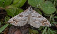 Tranebærmåler (Carsia sororiata)