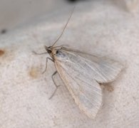 Pale Straw Pearl (Udea lutealis)