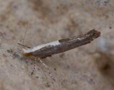 Argyresthia pulchella