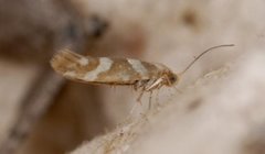 Oreblomstmøll (Argyresthia goedartella)