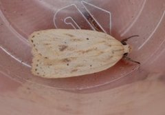 Gul knoppurtflatmøll (Agonopterix kaekeritziana)