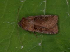 Kobberfly (Chersotis cuprea)