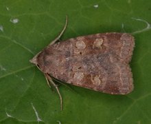 Barred Chestnut (Diarsia dahlii)