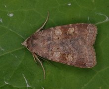 Augustteglfly (Diarsia dahlii)