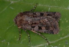 Fiolettbrunt jordfly (Euxoa recussa)