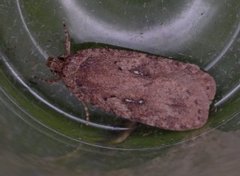 Large Carrot Flat-body (Agonopterix ciliella)