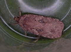 Agonopterix ciliella