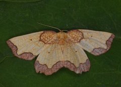 Dark Bordered Beauty (Epione vespertaria)