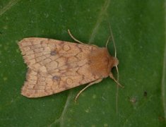 Bølgelinjet høstfly (Agrochola circellaris)