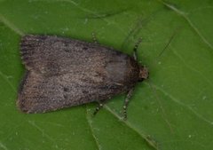 Mouse Moth (Amphipyra tragopoginis)