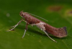 Caloptilia stigmatella