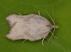 Konkavflatvikler (Acleris emargana)