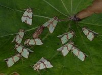 Grønnbåndet rotfly (Staurophora celsia)