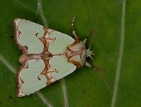 Grønnbåndet rotfly (Staurophora celsia)