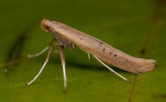 Caloptilia betulicola/elongella