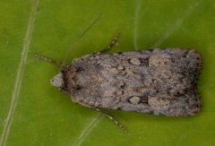 Sandmarkfly (Rhyacia simulans)