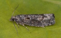 Dark Aspen Bell (Epinotia maculana)