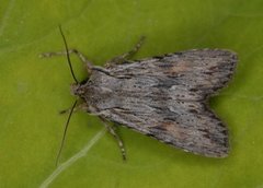 Pale Pinion (Lithophane socia)