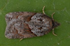 Blåbærflatvikler (Acleris maccana)