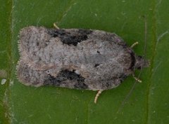 Mørk ospeflatvikler (Acleris obtusana)