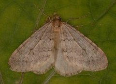 Northern Winter Moth (Operophtera fagata)