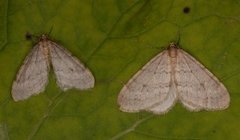 Northern Winter Moth (Operophtera fagata)