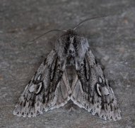 Vårlurvefly (Brachionycha nubeculosa)