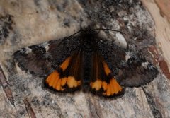 Orange Underwing (Archiearis parthenias)
