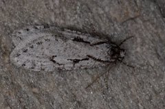 Semioscopis avellanella